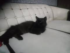 7 month age Persian cat yellow eyes colour. hair colour black.