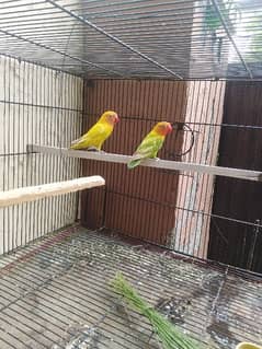 love bird pair for sale with cage
