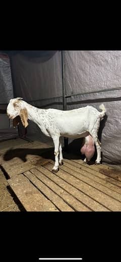 Goats for sale bakray, Bakriya