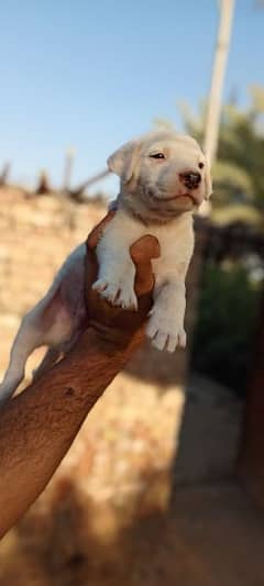 bully gultair Male puppy for sale