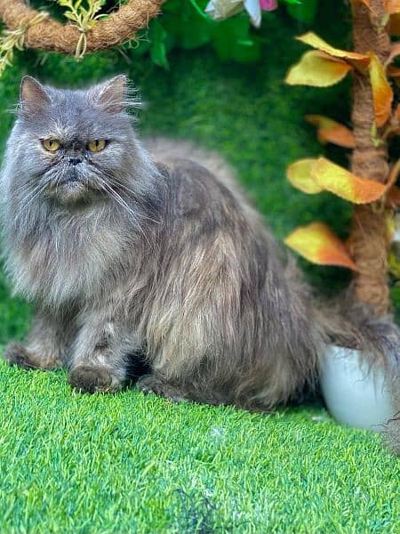 Any type of persian cats and kittens avail [0307/710/92/69] 2