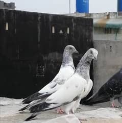 lakhay babay pigeon's resulted