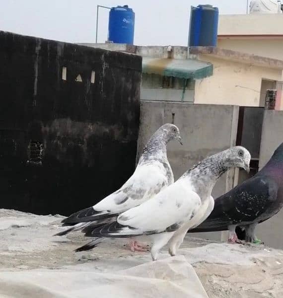 lakhay babay pigeon's resulted 1