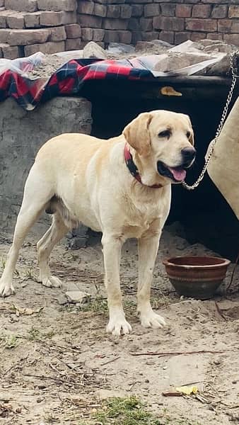 labrador male Fully trained for Family 0