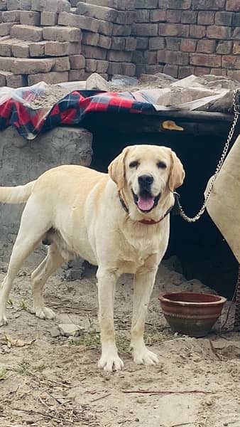 labrador male Fully trained for Family 1