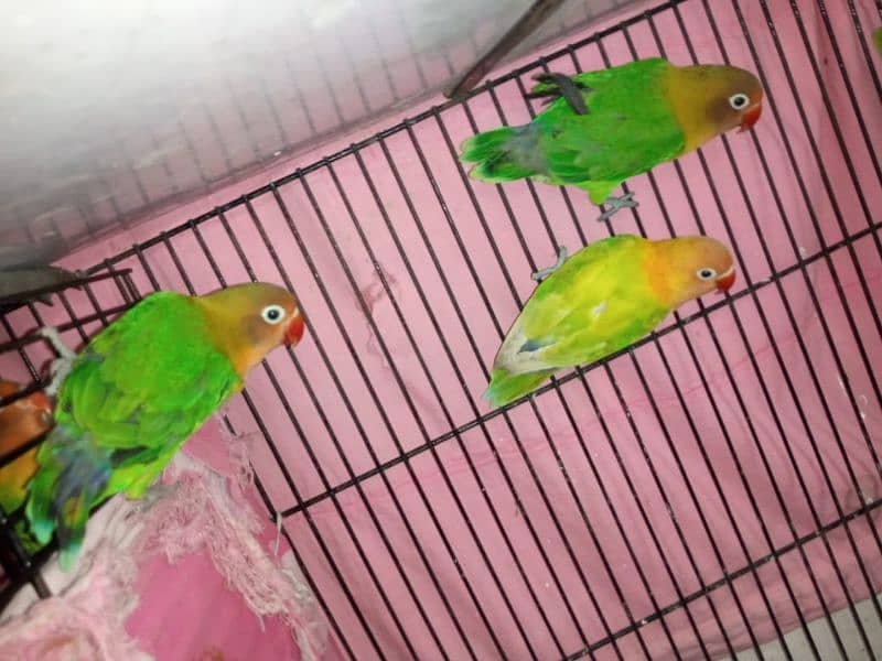 Green fisher & Yellow fisher love birds 0