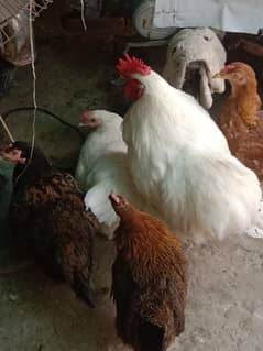 Eggs from desi, purebred aseel,white-feathered and Ayam cemni chickens 0