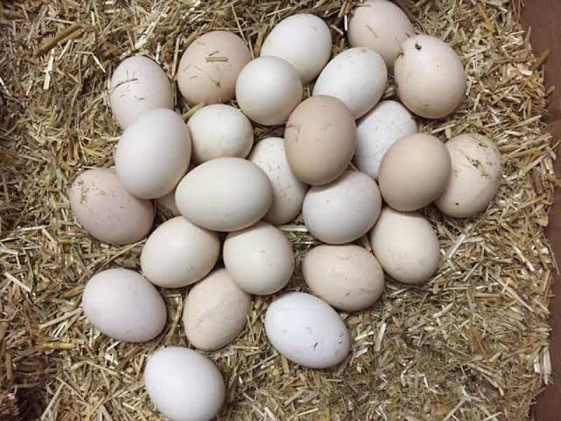 Eggs from desi, purebred aseel,white-feathered and Ayam cemni chickens 2