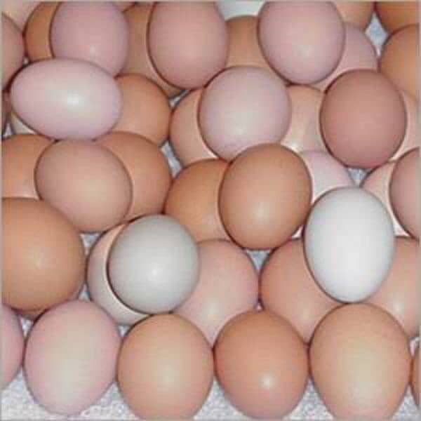 Eggs from desi, purebred aseel,white-feathered and Ayam cemni chickens 3