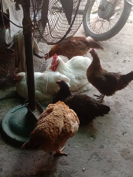 Eggs from desi, purebred aseel,white-feathered and Ayam cemni chickens 7