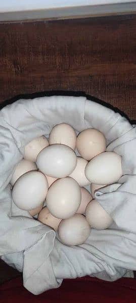 Eggs from desi, purebred aseel,white-feathered and Ayam cemni chickens 13