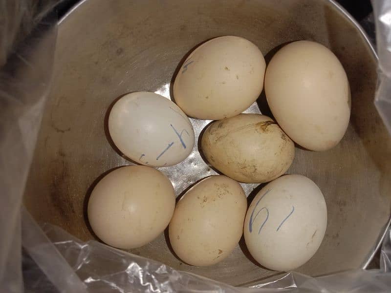 Eggs from desi, purebred aseel,white-feathered and Ayam cemni chickens 15
