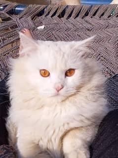 Pure Persian cat for sale 0