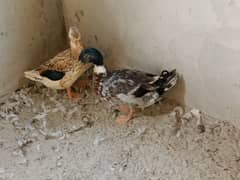 Duck egg laying pair and chicks available