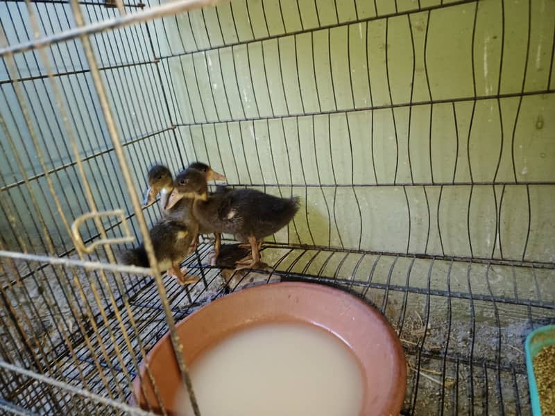 Duck egg laying pair and chicks available 3