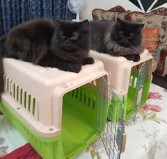 Black Persian cats pair with 02 cages 0