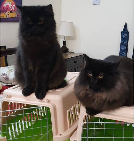 Black Persian cats pair with 02 cages 1
