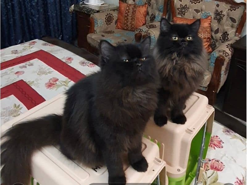 Black Persian cats pair with 02 cages 2