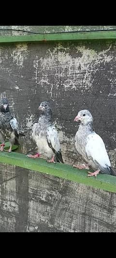 teddy , kamangar , goldan pigeons baby for sale 0