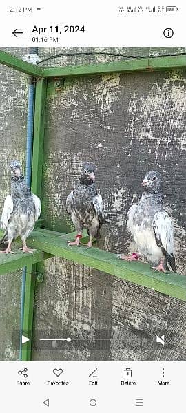 teddy , kamangar , goldan pigeons baby for sale 1