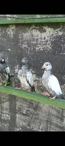teddy , kamangar , goldan pigeons baby for sale 2