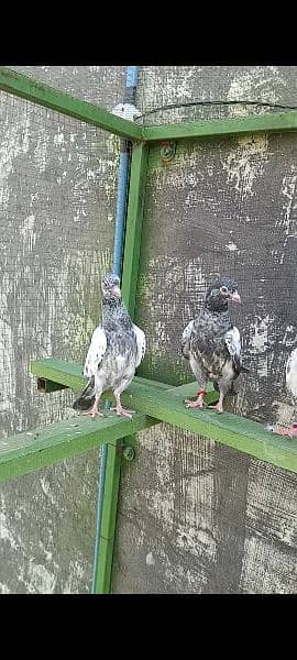 teddy , kamangar , goldan pigeons baby for sale 3