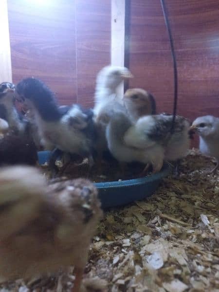 Low price, Aseel Top class,  active and healthy chiks and cages Sales 4