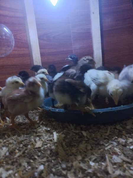 Low price, Aseel Top class,  active and healthy chiks and cages Sales 5