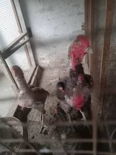 Chicks and Hen Asli 0