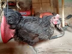 Pure Black Australorp Hens