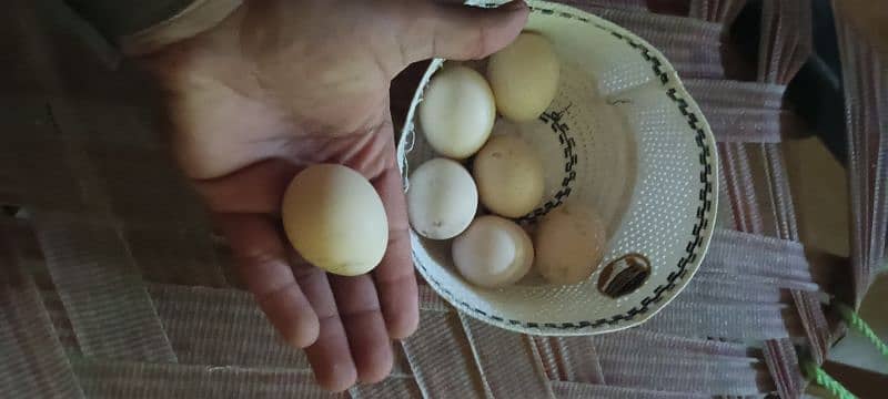 per eggs 600 full granted fertile eggs 2