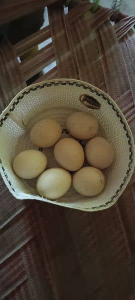 per eggs 600 full granted fertile eggs 3
