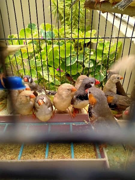 orange mix mutation finches available for sale 5