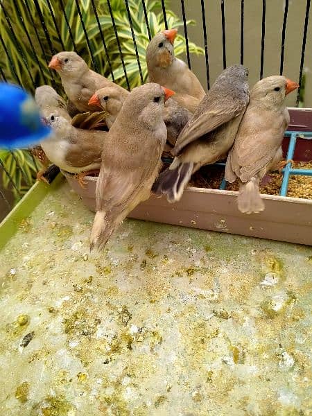 orange mix mutation finches available for sale 13