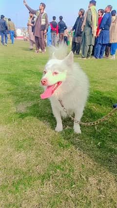 Show Class  Russian pink nose White Male Dog