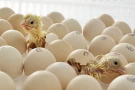 Fertile Eggs for Chicks Hatching