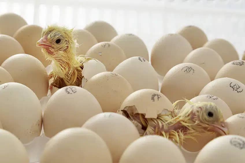 Fertile Eggs for Chicks Hatching 0