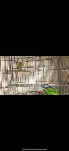 3 peace conure top quality breed ring birds