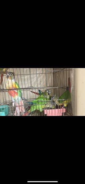 6 peace conure top quality breed ring birds 1