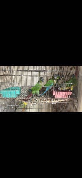 6 peace conure top quality breed ring birds 2
