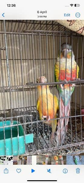6 peace conure top quality breed ring birds 4