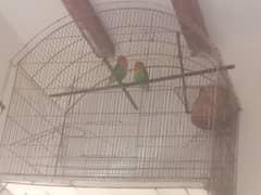 Love Birds with cage 0