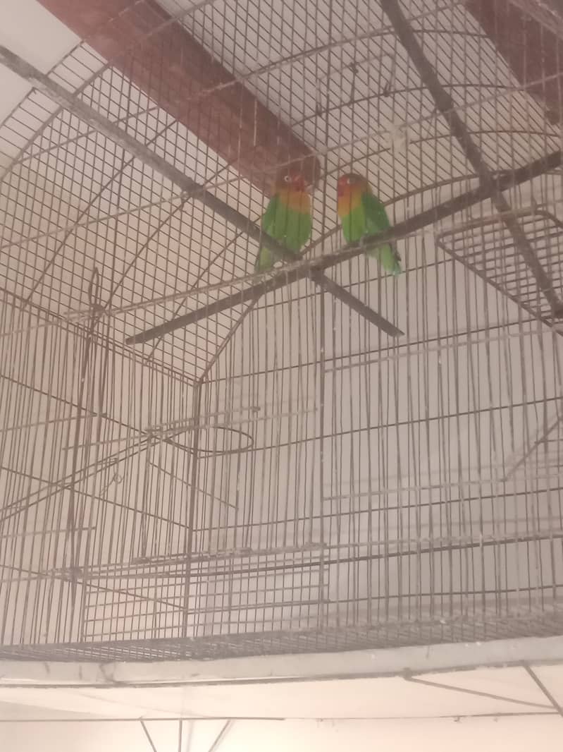 Love Birds with cage 1