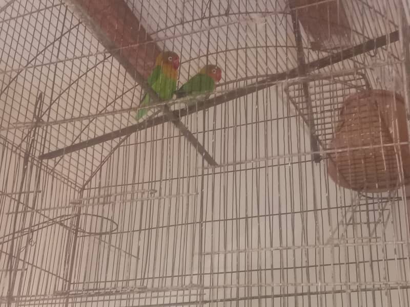 Love Birds with cage 2