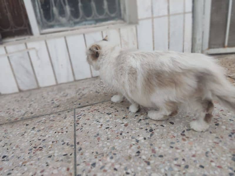 adult cat female good for breed and on heat double coated 1