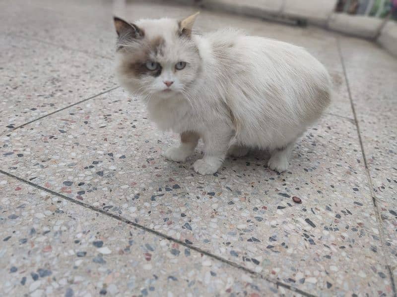 adult cat female good for breed and on heat double coated 2