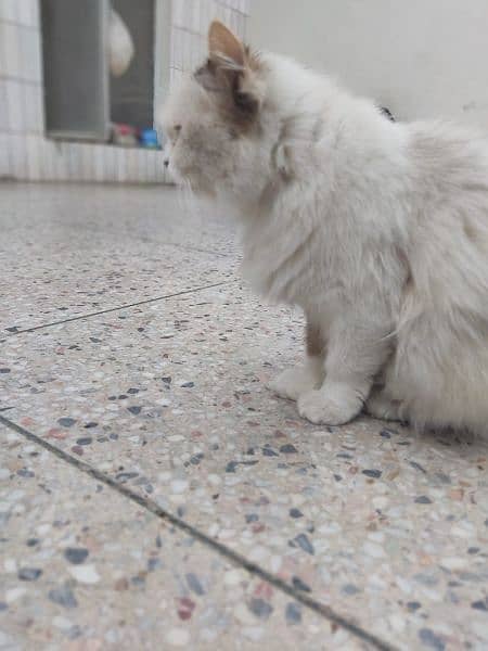 adult cat female good for breed and on heat double coated 4