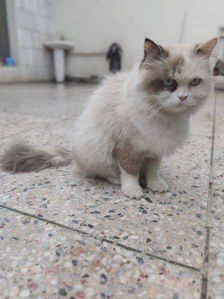 adult cat female good for breed and on heat double coated 5