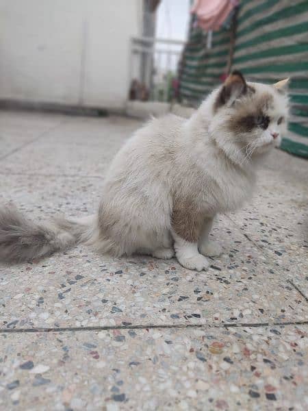 adult cat female good for breed and on heat double coated 6