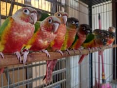 extream high red conures parrot